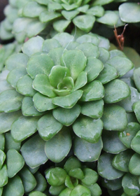 Saxifraga x urbium 'Primuloides'